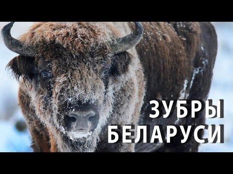 Зубры Беларуси. Полнометражный научно-популярный фильм.