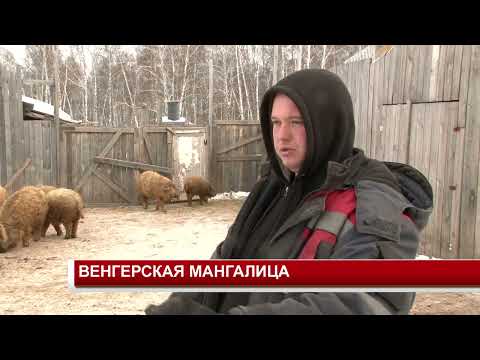 ВЕНГЕРСКАЯ МАНГАЛИЦА