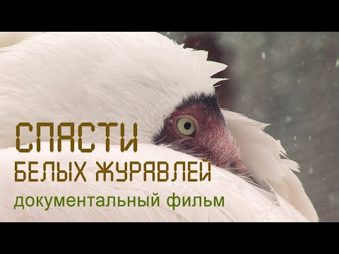 Стерхи. Белые журавли. Окский заповедник. Ямал. Nature of Russia.