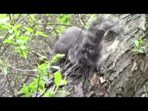 Western Gray Squirrel (Sciurus griseus) in Santa Barbara, California