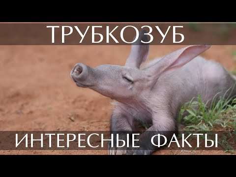 Трубкозуб - интересные факты