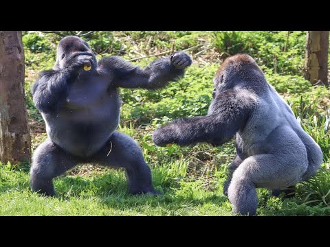 ГИГАНТСКАЯ ГОРИЛЛА В ДЕЛЕ! Вот на что способны гориллы в ярости!