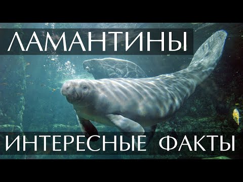 Ламантины - интересные факты