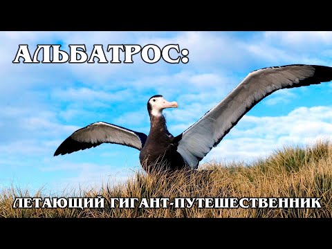 АЛЬБАТРОС: Крупнейшая морская птица | Интересные факты про альбатроса