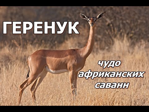 ГЕРЕНУК - Чудо африканских саванн