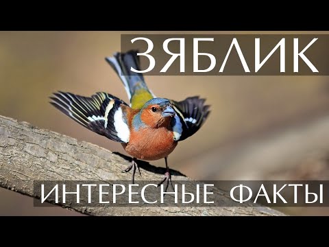 Зяблик - интересные факты (Фото, Видео, Голос птицы)