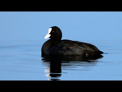 Лысуха - водоплавающая птица (Fulica atra)