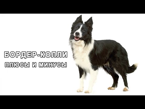 БОРДЕР-КОЛЛИ. Плюсы и минусы породы BORDER COLLIE