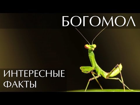 Богомол - интересные факты