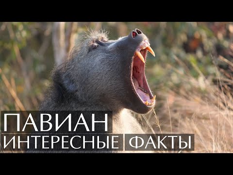 Павиан - интересные факты