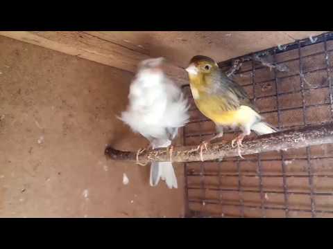 КаНаРеЙкИ- разведение и кормление🐦