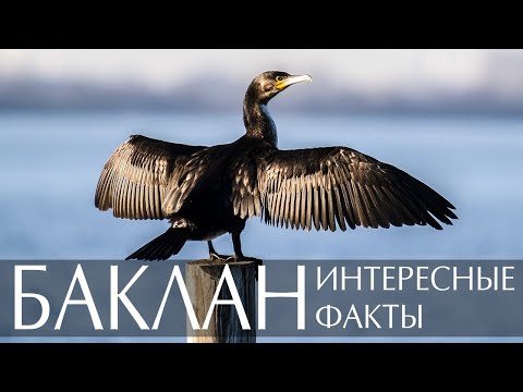 Баклан - интересные факты