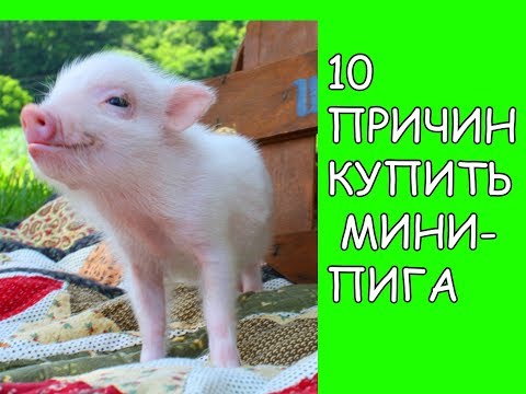 10 ПРИЧИН КУПИТЬ МИНИ-ПИГА