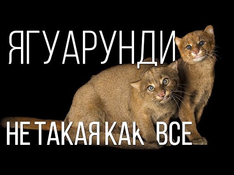 Ягуарунди: Странная кошка, которая &quot;охотится&quot; на фрукты | Интересные факты про кошек