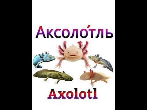 Аксолотль.Всё самое важное,содержание,кормление,разведение.