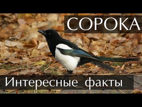 Сорока - интересные факты