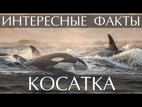 Косатка - интересные факты