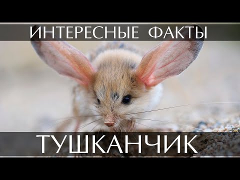 Тушканчик - интересные факты