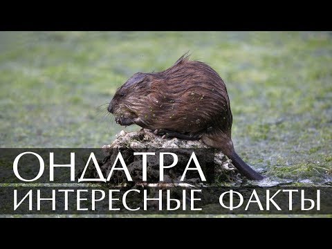 Ондатра - интересные факты