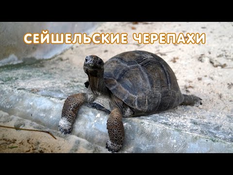 Гигантские сейшельские черепахи (Aldabrachelys gigantea)