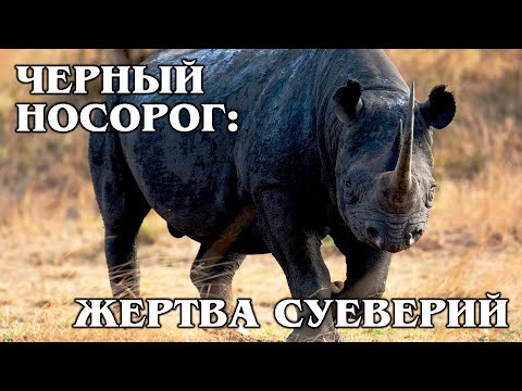 ЧЕРНЫЙ НОСОРОГ: Очень редкий вид носорогов | Интересные факты про носорогов