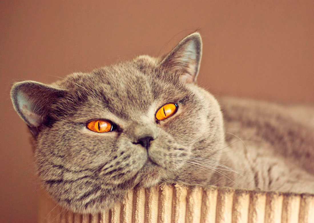 Британская кошка: описание, чем отличается, чем кормить, содержание
