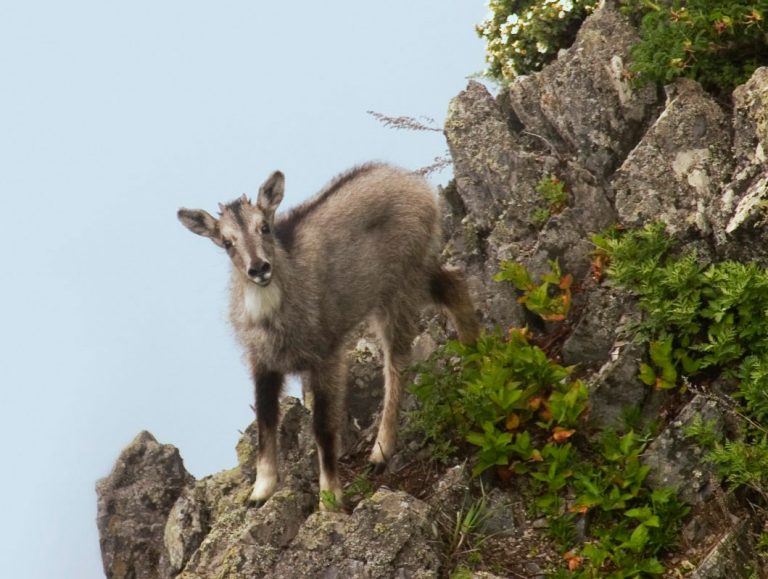 Амурский горал фото животного