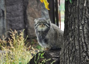 Фото манула из красной книги