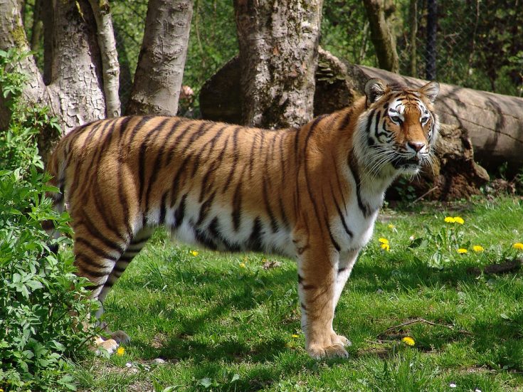 Уссурийский (амурский) тигр