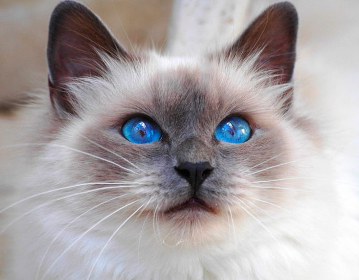 сиамская кошка с голубыми глазами
