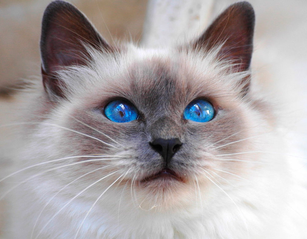пушистая сиамская кошка с голубыми глазами