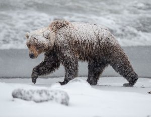 Туша медведицы без шкуры фото