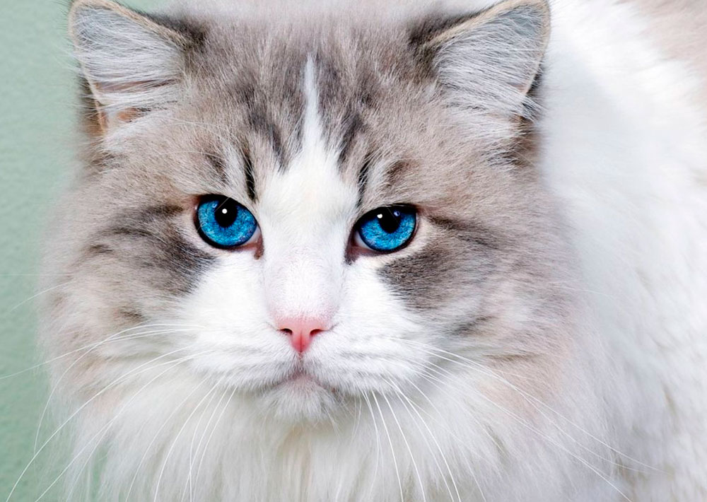 Голубые Кошки Породы Фото