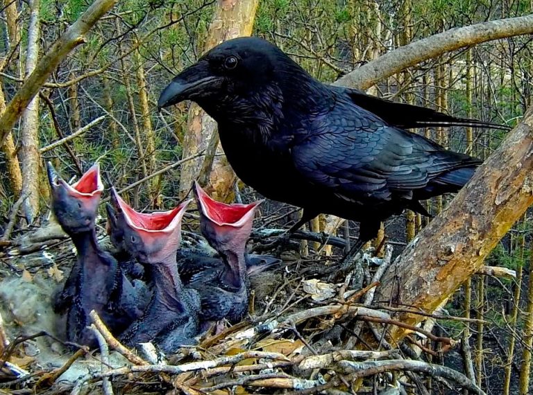 Ворон описание птицы, чем питается, сколько живет, враги