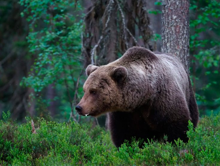 Ареал обитания бурого медведя