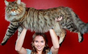 Самые большие породы кошек