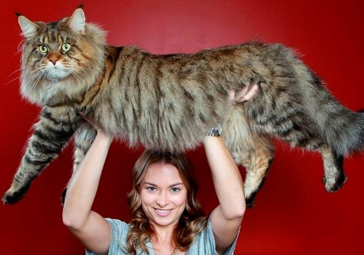 Какая порода кошек самая крупная?
