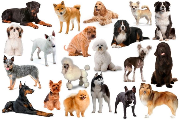 Породы собак кучерявые с фотографиями и названиями