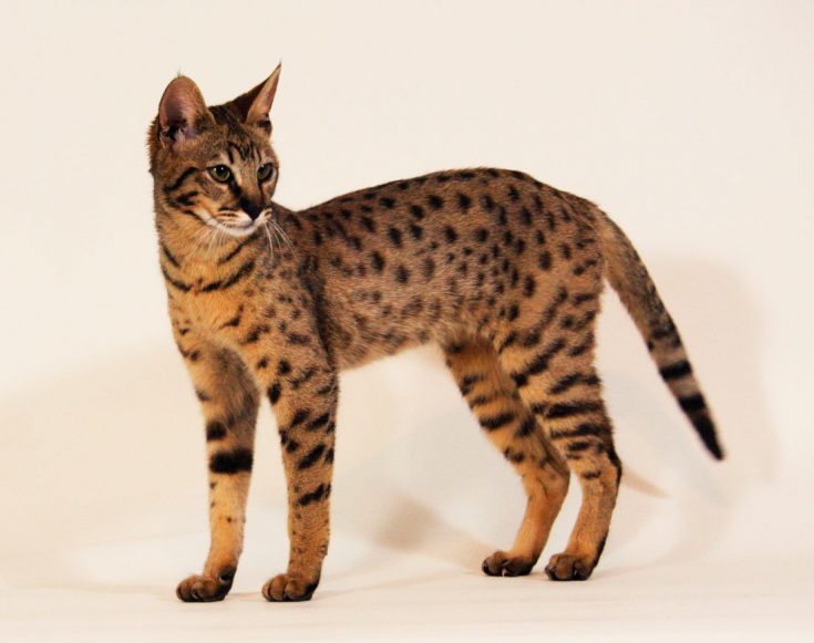 Самая большая порода кошек: Топ-8 гигантов кошачьего мира
