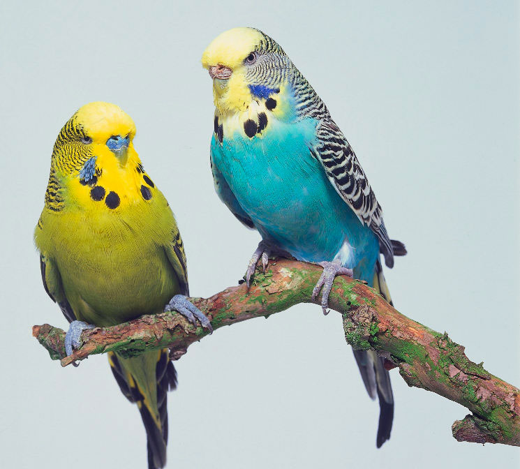 Что нужно знать о попугаях