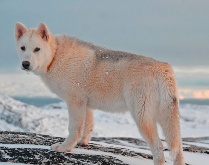 Гренландская собака