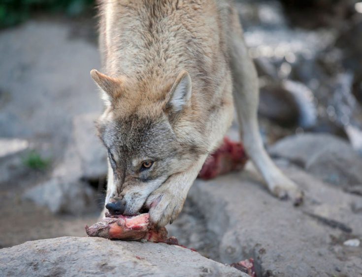 Рацион питания волка