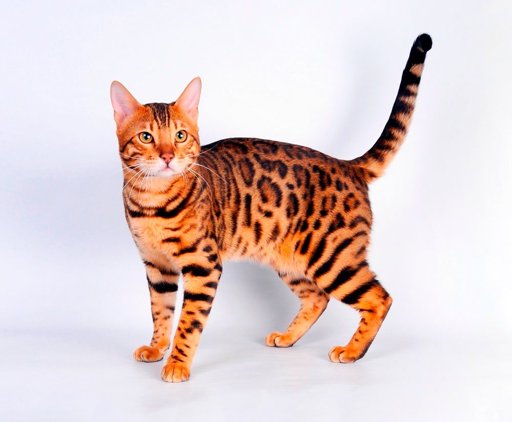 бенгальская кошка описание породы и характера
