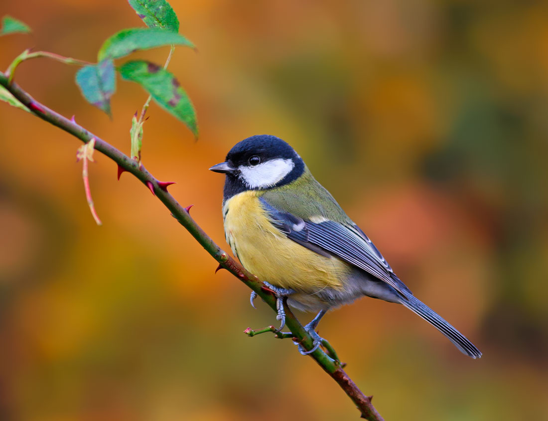 Птицы синицы - красивые фото