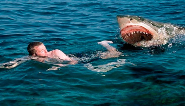 Нападение акул на человека