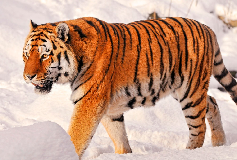 Виды Тигров Фото С Названиями