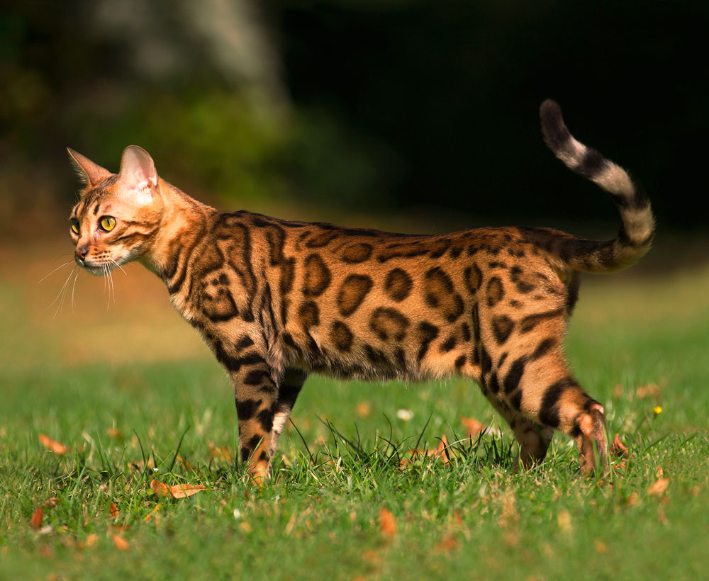 бенгальская кошка особенности породы