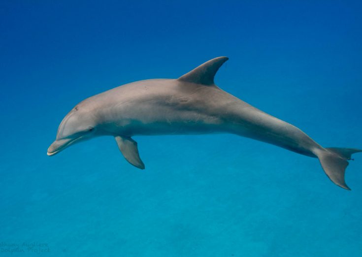 Описание внешнего вида дельфинов