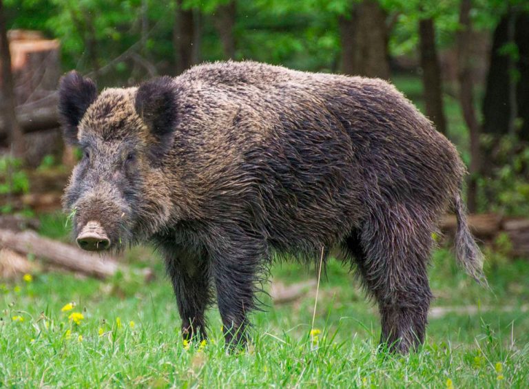 Эриманфский кабан фото