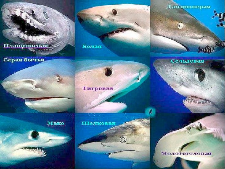 Виды акул